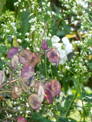 2018-07-20 Gartenimpressionen 9.jpg