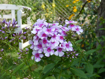 2018-07-20 Gartenimpressionen 12.jpg