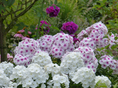 2018-07-20 Phlox 3.jpg