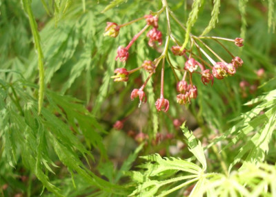 _Acer_palmatum_DissectumDSC02892jpg.jpg