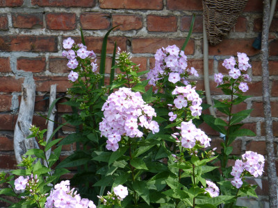 2018-07-20 Phlox 'Molodost' 2.jpg