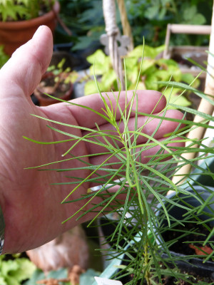 2018-07-20 Amsonia hubrichthii 1.jpg