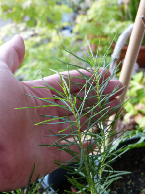 2018-07-20 Amsonia hubrichthii 2.jpg