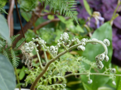 2018-07-20 Lophosoria quadripinnata 1.jpg