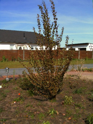 lebkuchenbaum_019_400x533.jpg
