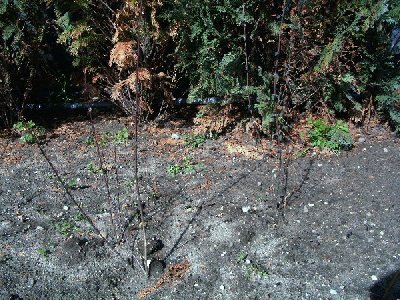 lebkuchenbaum_steckhlzer_400x300.jpg
