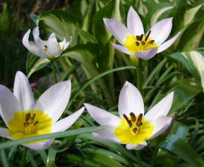 TulipaDSC02904jpg.jpg