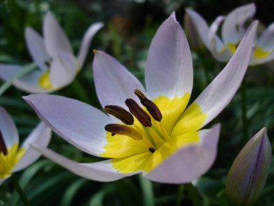 TulipaDSC02906jpg.jpg
