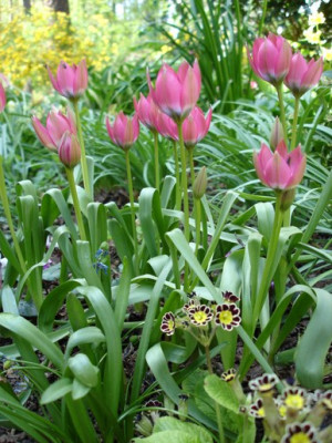 TulipaDSC02902jpg.jpg