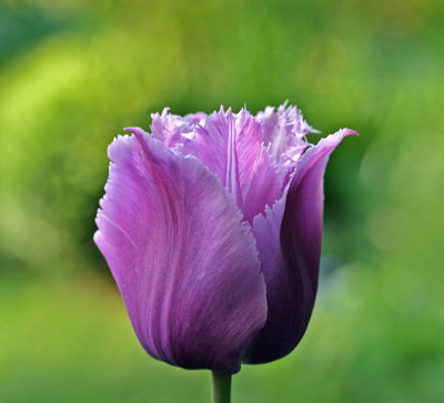Tulpenspielerei-2.jpg