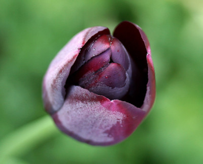 Geeiste-Tulpe.jpg