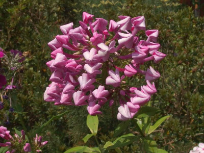 307.Sä._Ga_P7212767.JPG