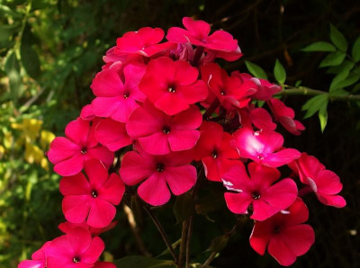 189.Sä._ex Starfire_GA_P7212764.JPG