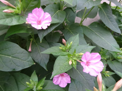 Mirabilis rosa.JPG
