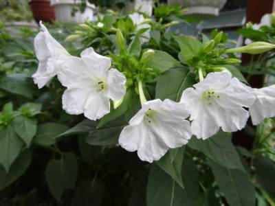 Mirabilis weiß.JPG