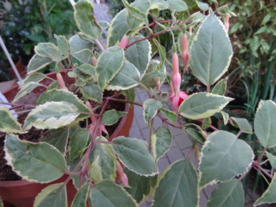 Fuchsie Roswitha.JPG