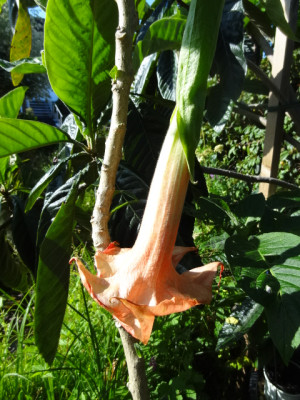 Dalens pink Amour.JPG
