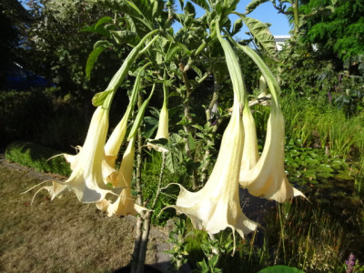 Grazie variegata.JPG