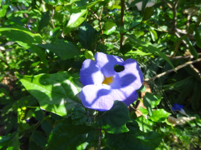 Thungergia erecta.JPG
