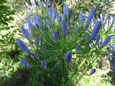 Lavender Haze.JPG