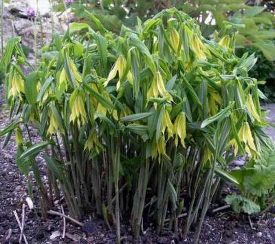 Uvularia_grandiflora_2007-04-19.JPG