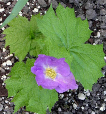 Glaucidum_palmatum_2007-04-22.JPG