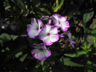 DSCN3605.JPG
