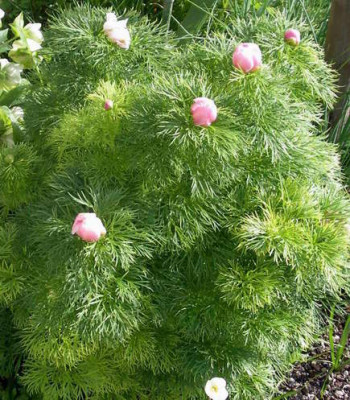 Paeonia_tenuifolia_rosea_2007-04-22.JPG