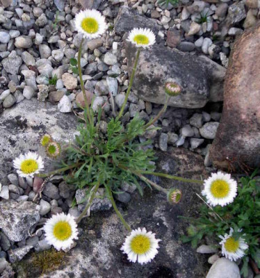 Erigeron_compositus_var._discoideus_2007-04-19.JPG