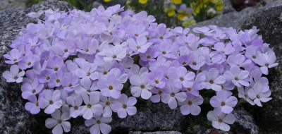 Phlox_douglasii_Iceberg_2007-04-22.JPG