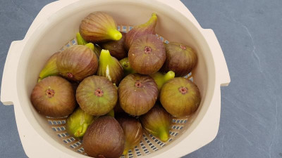 Feigenfrüchte.jpg
