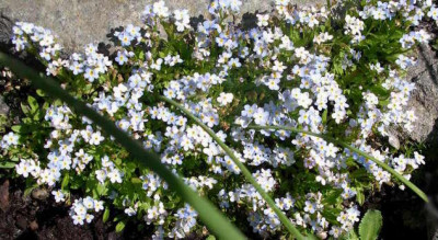 Myosotis_rehsteinerii_2007-04-22.JPG