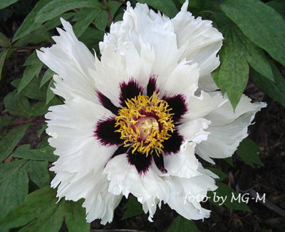 Imgp0682-Strauchpaeonie.jpg