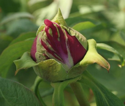 paeonia_suffruticosa_weidenbeet_links_4909.jpg