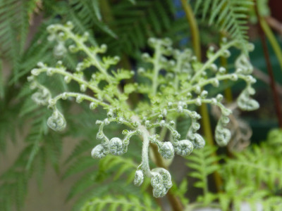 2018-07-22 Lophosoria quadripinnata 1.jpg
