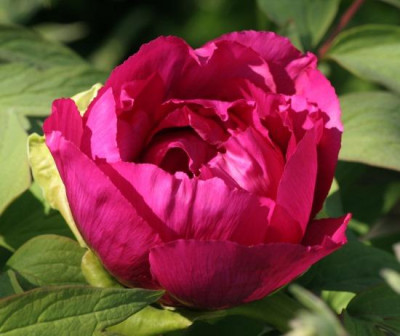paeonia_suffruticosa_beet5_4910.jpg