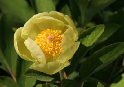 paeonia_mlokosewitschii_4895.jpg