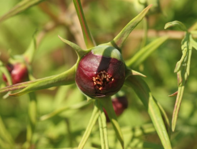 paeonia_delavayi_4914.jpg