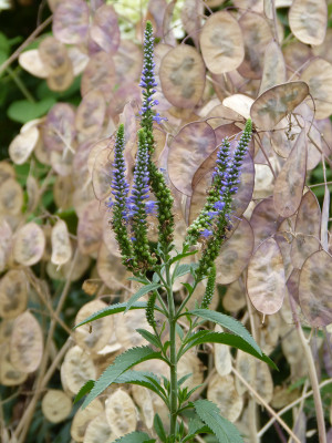 2018-07-22 Veronica longifolia 'Blauriesin'.jpg