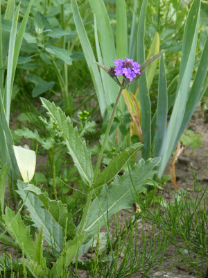 2018-07-22 Verbena 'Little One'.jpg