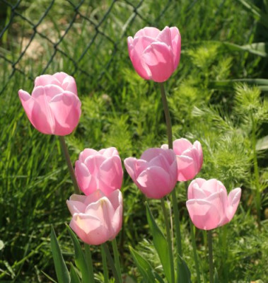 tulipa_esther_4901.jpg
