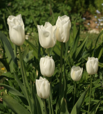 tulipa_maureen_4900.jpg