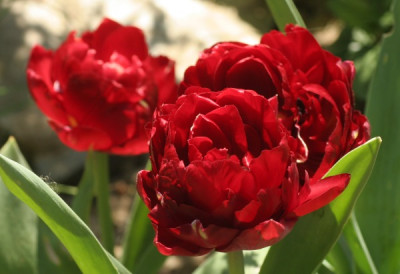 tulipa_uncle_tom_4919.jpg