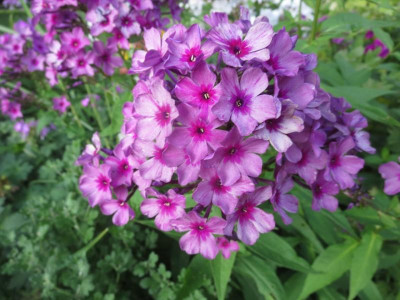 Phlox pan.jpg