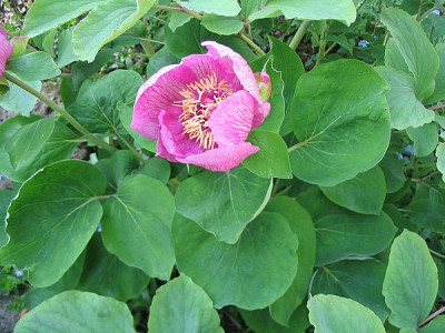 unbekannte_Wildhybride_fars_2007.jpg