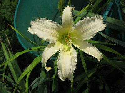 Heavenly Angel Ice_7240.jpg