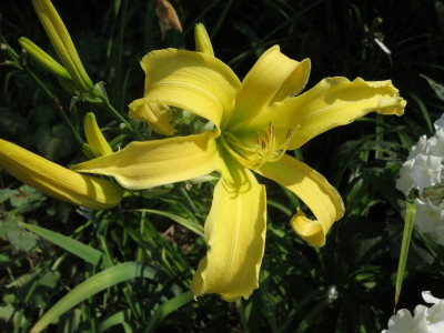Saltarello_7231.jpg