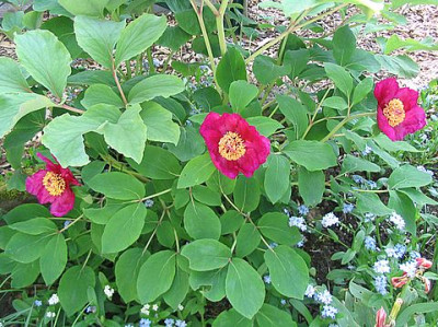 unbekannte_Wildhybride_2_fars_2007.jpg