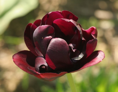 tulipa_black_hero_4916.jpg