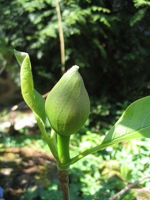 Magnolia_x_wieseneri_fars_2007.jpg